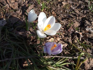 IMG_3732