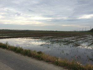 IMG_4151